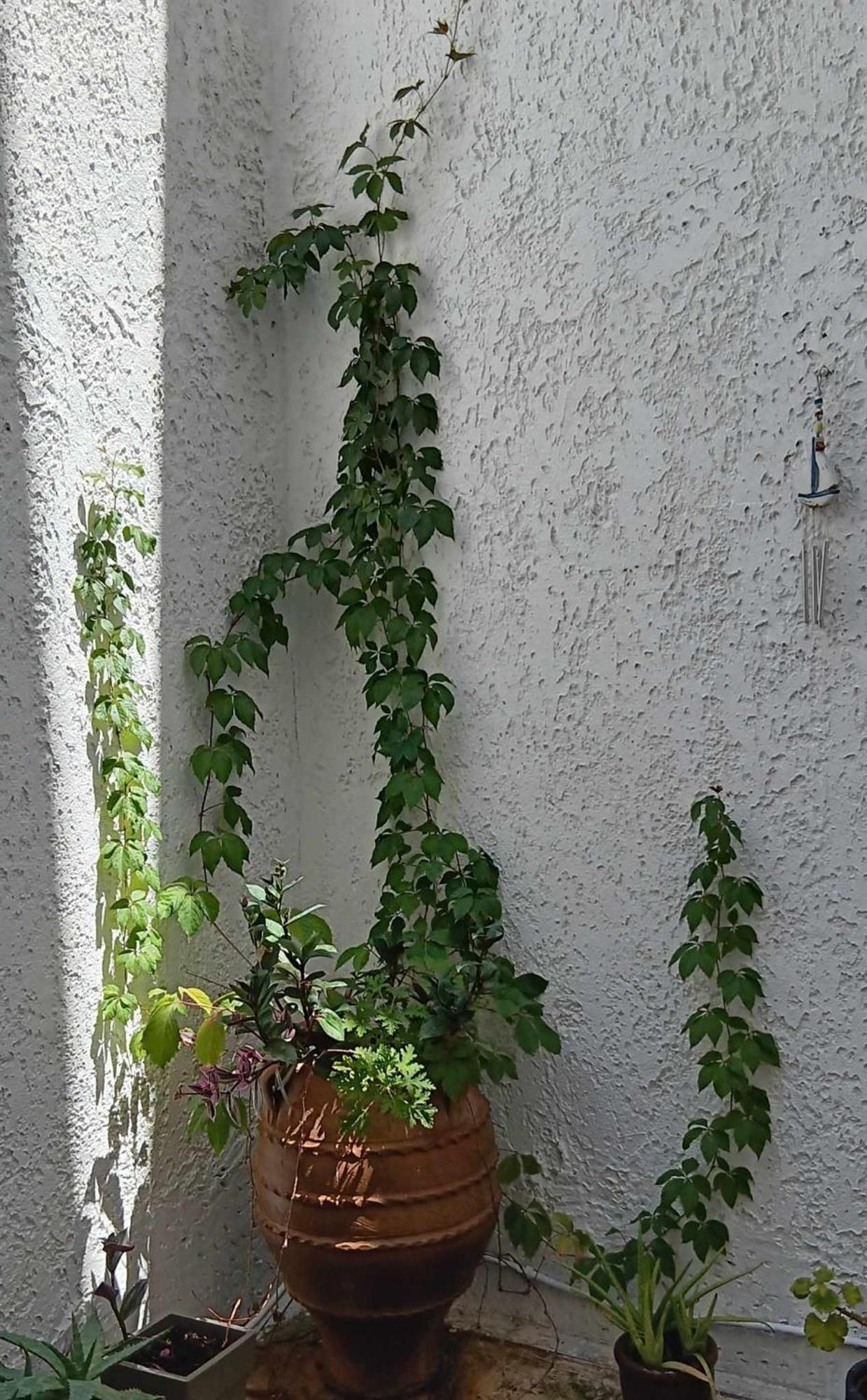 Athenian Asty Guesthouse מראה חיצוני תמונה